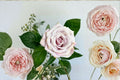 Wild Moss Rose Live Plant – Dusty Pink Brown Ornamental Garden Rose – Rosa hybrid, Antique-Style, Cup-Shaped Blooms