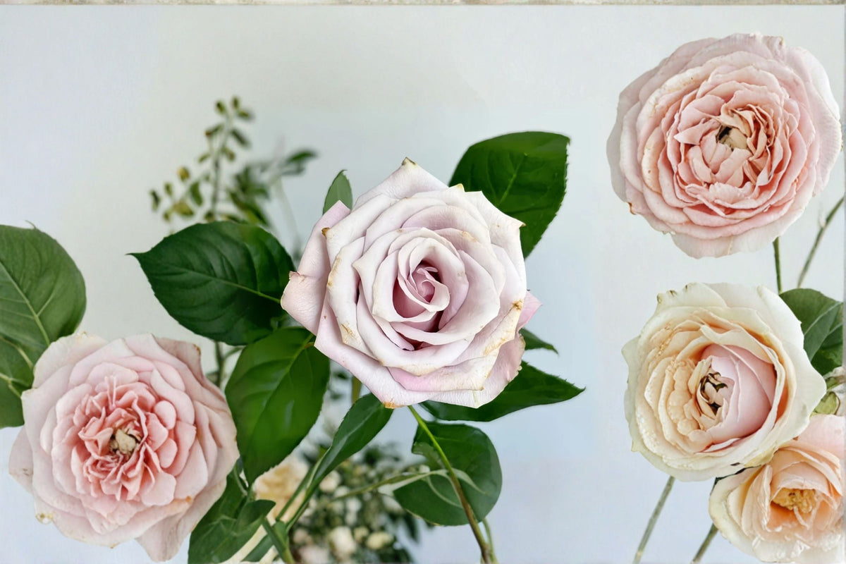 Wild Moss Rose Live Plant – Dusty Pink Brown Ornamental Garden Rose – Rosa hybrid, Antique-Style, Cup-Shaped Blooms