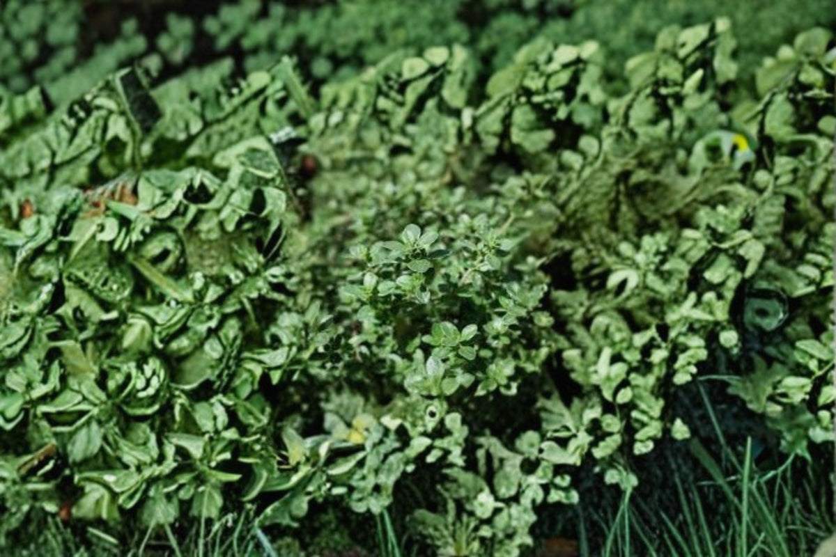 Silver Thyme Plant | Thymus vulgaris ‘Argenteus’ | Aromatic Variegated Herb for Garden & Containers
