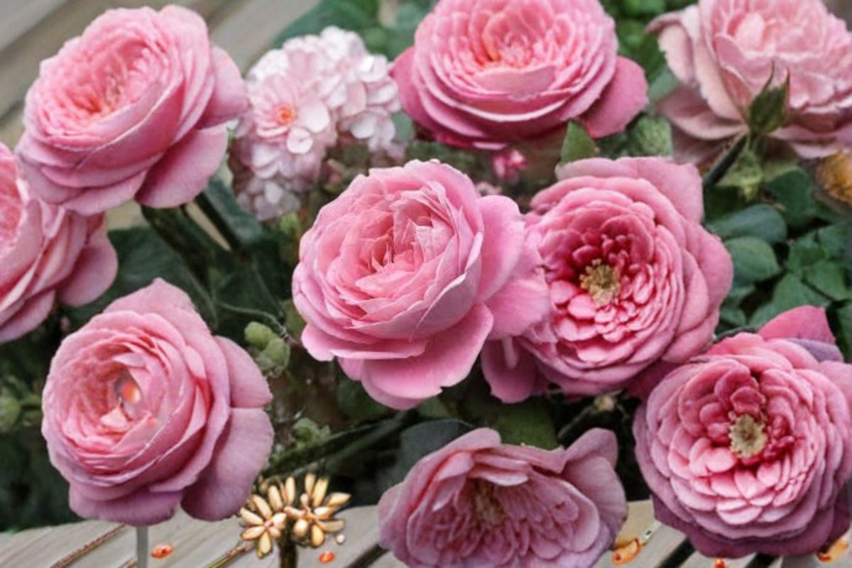 Summer Romance Rose Live Plant – 1.5 Gal Pink Floribunda Rose Rosa 'Summer Romance' Reblooming, Fragrant, Own-Root