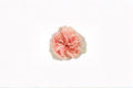 Tip Top Rose Live Plant – Pink Hybrid Rose for Gardens, Floral Arrangements & Landscaping Rosa hybrid