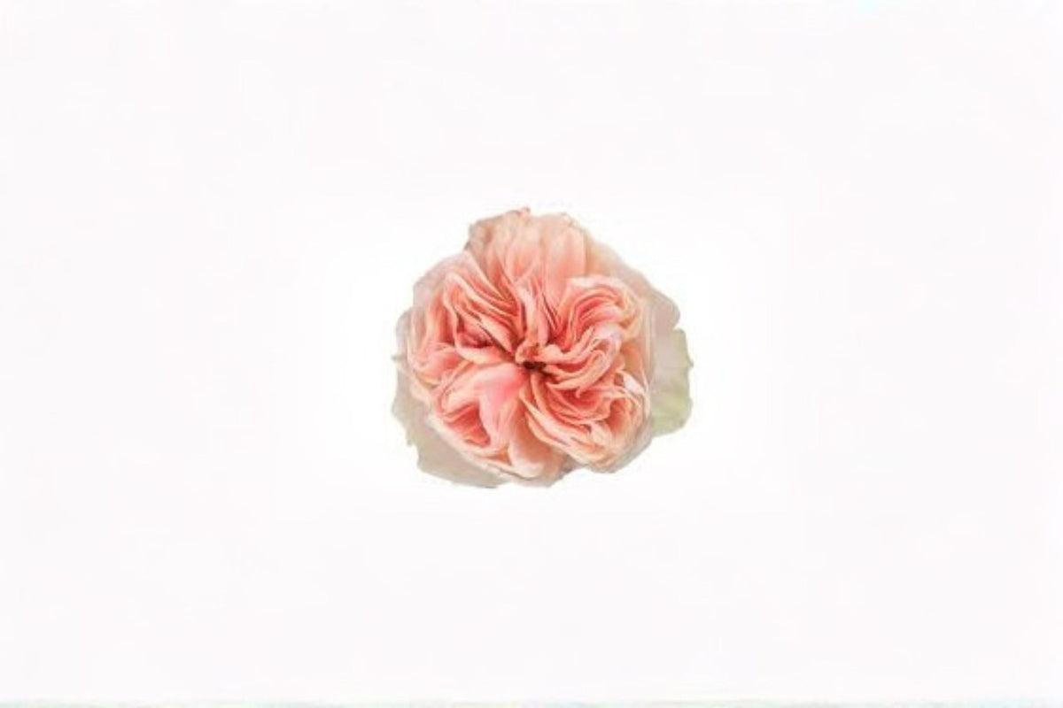 Tip Top Rose Live Plant – Pink Hybrid Rose for Gardens, Floral Arrangements & Landscaping Rosa hybrid