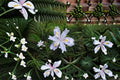Fringed Iris Plants 3 Pack | Iris japonica Evergreen Shade Garden Flower with Lavender-Blue Fringed Blooms