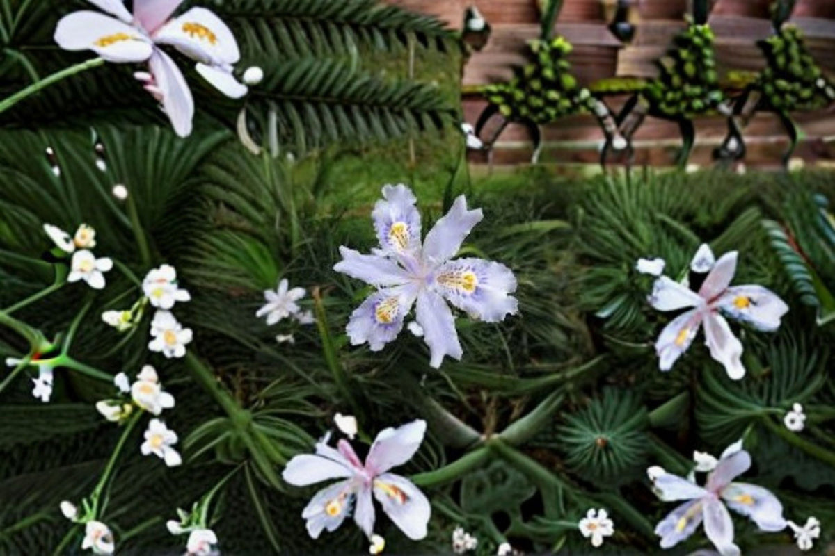 Fringed Iris Plants 3 Pack | Iris japonica Evergreen Shade Garden Flower with Lavender-Blue Fringed Blooms