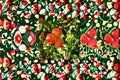 Wonderful Pomegranate Tree Live Plant in 2.5-Inch Nursery Cube, Edible Fruit, Punica granatum