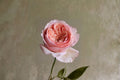 Live Apricot Pink Fragrant Rose Plant - Salmanasar (Rosa hybrid) for Garden, Patio & Floral Arrangements