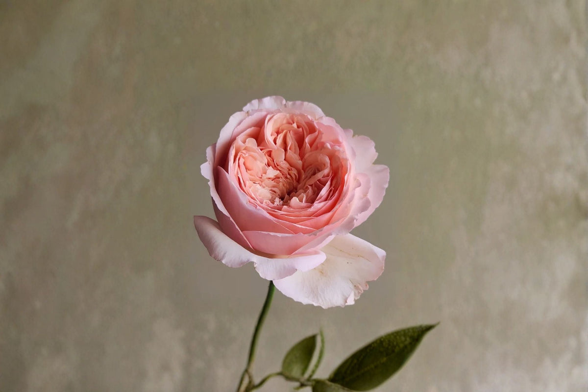 Live Apricot Pink Fragrant Rose Plant - Salmanasar (Rosa hybrid) for Garden, Patio & Floral Arrangements