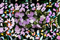 Yesterday Today and Tomorrow Brunfelsia Live Plant – Flowering Shrub with Purple, Lavender & White Blooms