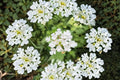 Trailing White Lantana Live Plants – 4–6 Inch Groundcover, Hanging Basket, Container, Lantana camara Perennial Shrubs