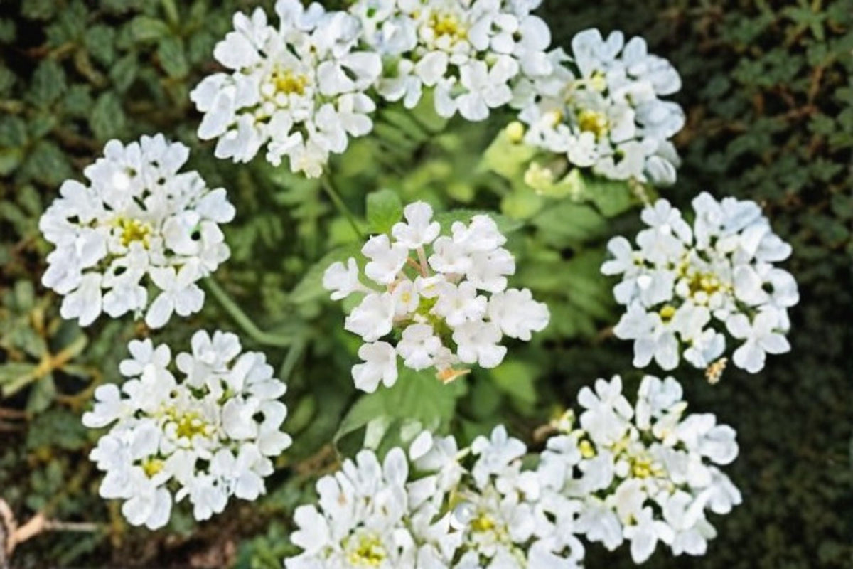 Trailing White Lantana Live Plants – 4–6 Inch Groundcover, Hanging Basket, Container, Lantana camara Perennial Shrubs