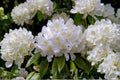 Great Laurel Rhododendron Live Bare Root Plant – Rhododendron maximum, Evergreen Shrub, White Flowers, Heirloom