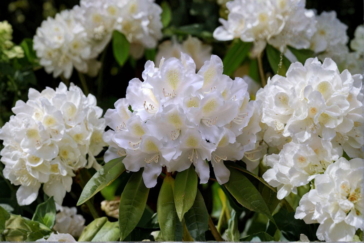 Great Laurel Rhododendron Live Bare Root Plant – Rhododendron maximum, Evergreen Shrub, White Flowers, Heirloom