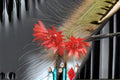 Monkey Tail Cactus Plant – Trailing Succulent in Hanging Containers – Hildewintera colademononis