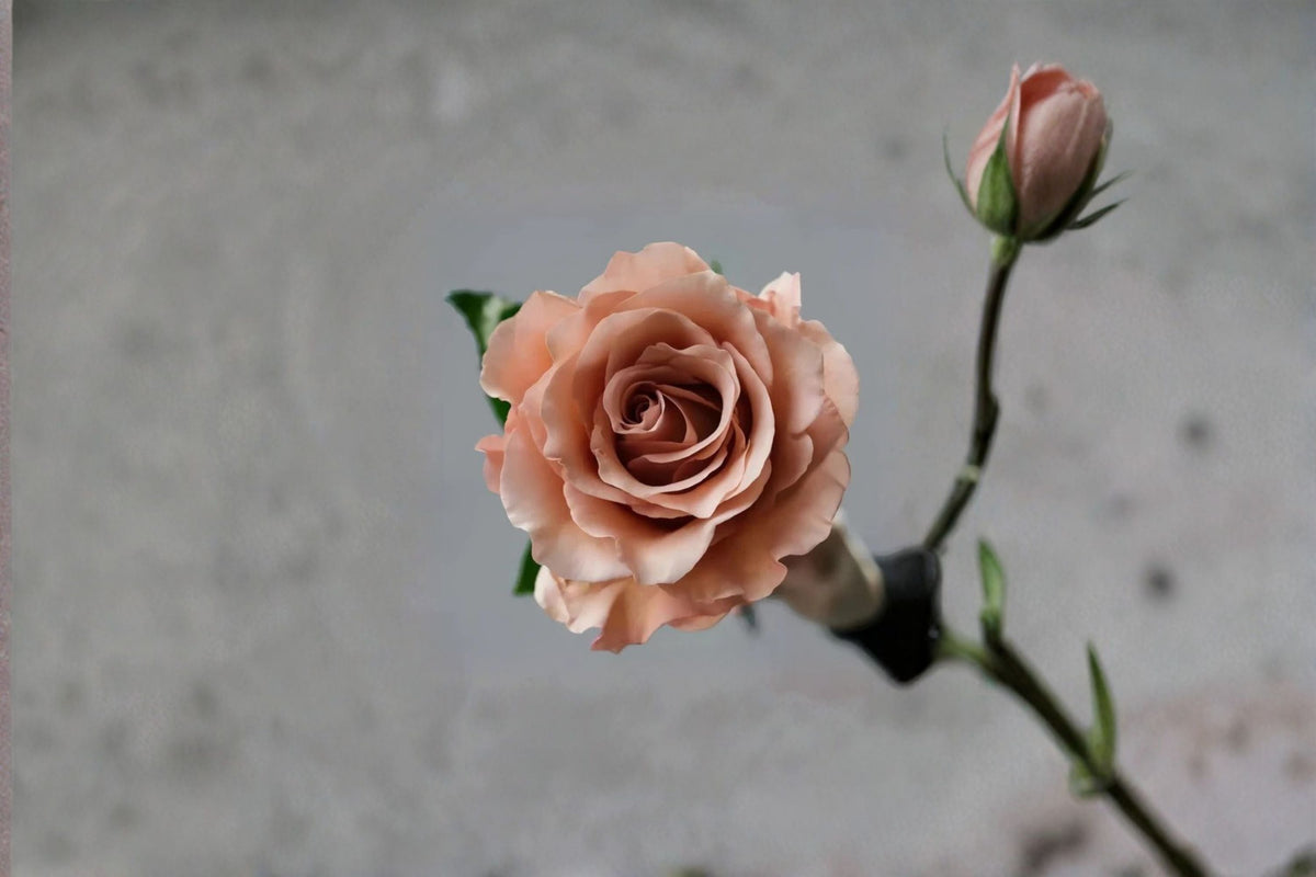 Moab Rose Live Plant – Vintage Apricot Brown Garden Rose – Rosa hybrid Ornamental Shrub for Garden & Patio