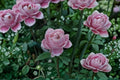 Roselyne Rose Live Plant – Disease-Resistant Pink Shrub Rose for Garden & Patio – Repeat Blooming Rosa Hybrid