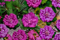 Magenta Chiffon Rose of Sharon Live Plants – Pink Hibiscus syriacus, Flowering Shrub, Deciduous, Patio & Landscape