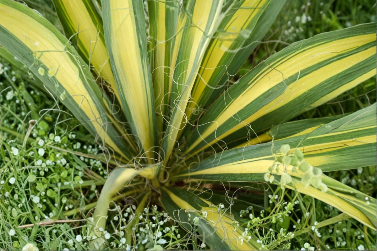 Color Guard Yucca Plants – Variegated Evergreen Perennial with Golden-Yellow and Green Foliage – Yucca filamentosa 'Color Guard'