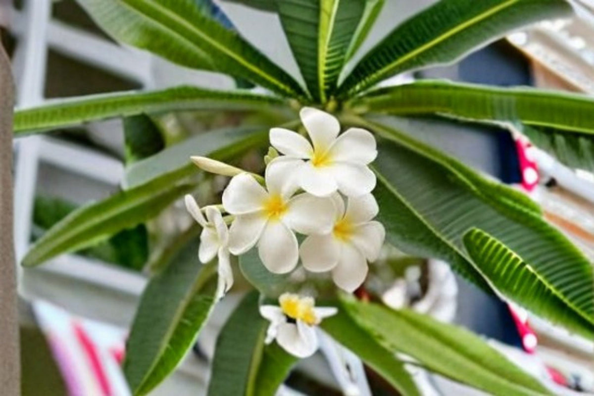 White Plumeria Cutting - 6-8 Inches, Fragrant Tropical Flowering Tree, Plumeria rubra, White Flowers with Yellow Center