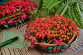 Firepower Nandina Live Shrub – Compact Evergreen with Red Fall & Winter Foliage – Nandina domestica