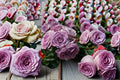 Quicksilver Climbing Rose Cuttings – Lavender Flowering Garden Climber – Rosa ‘Quicksilver’