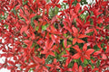 Red Tip Photinia Live Plant – Evergreen Shrub for Hedges & Borders – Photinia × fraseri – Nursery Cube 2.5" x 3"