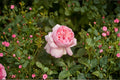 Mauritia Rose Live Plant – Fragrant Peach Pink Garden Rose – Disease-Resistant Rosa Hybrid for Borders & Floral Arrangements