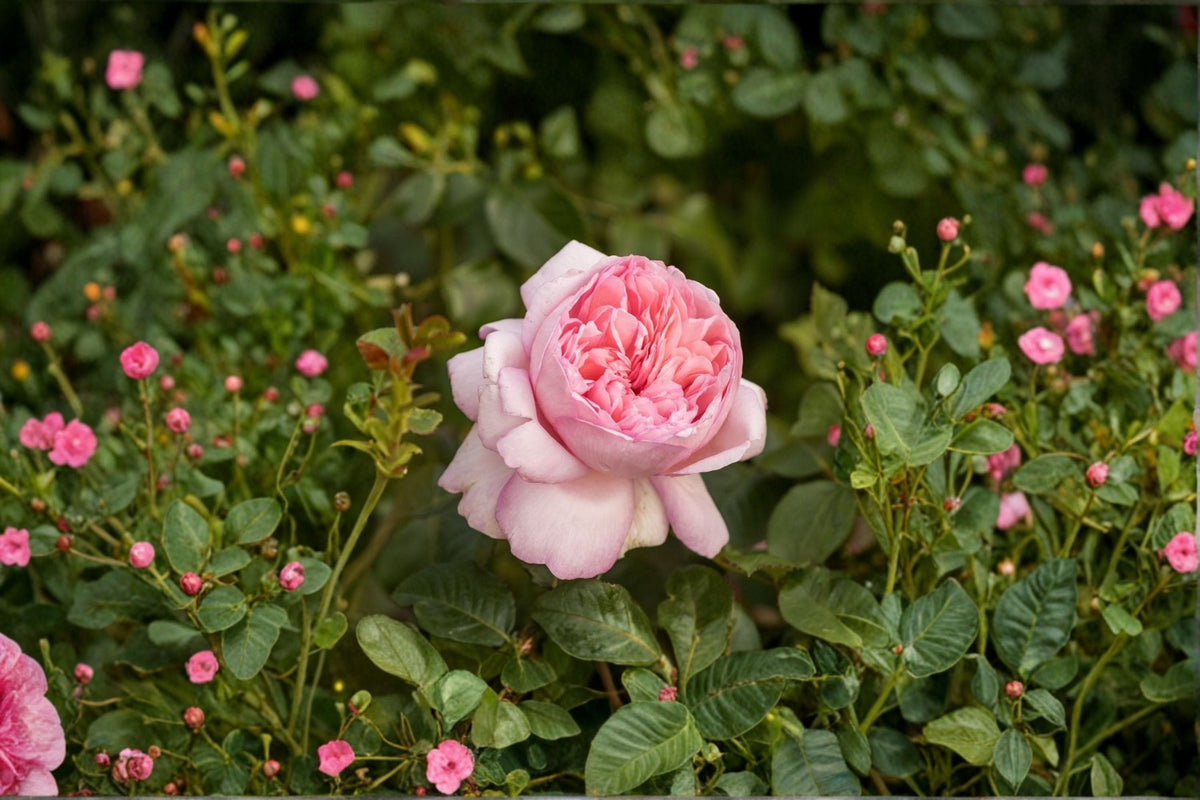 Mauritia Rose Live Plant – Fragrant Peach Pink Garden Rose – Disease-Resistant Rosa Hybrid for Borders & Floral Arrangements