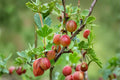 Jahns Prairie Gooseberry Live Rooted Plant – Edible Ribes ‘Jahns Prairie’ Bush for Zones 3-8