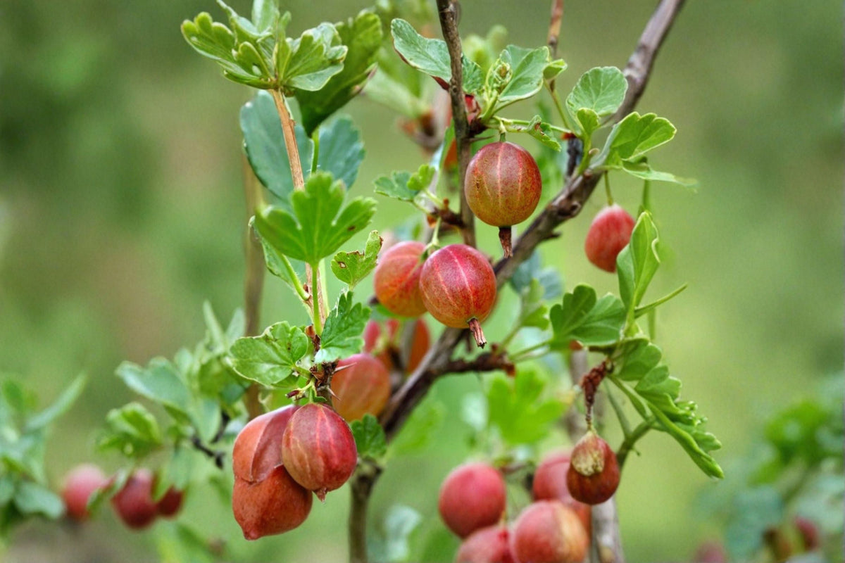 Jahns Prairie Gooseberry Live Rooted Plant – Edible Ribes ‘Jahns Prairie’ Bush for Zones 3-8