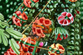 Live Tangerine Beauty Crossvine Rooted Starter Plant – Bignonia capreolata Vine for Trellis, Fence & Garden Screening