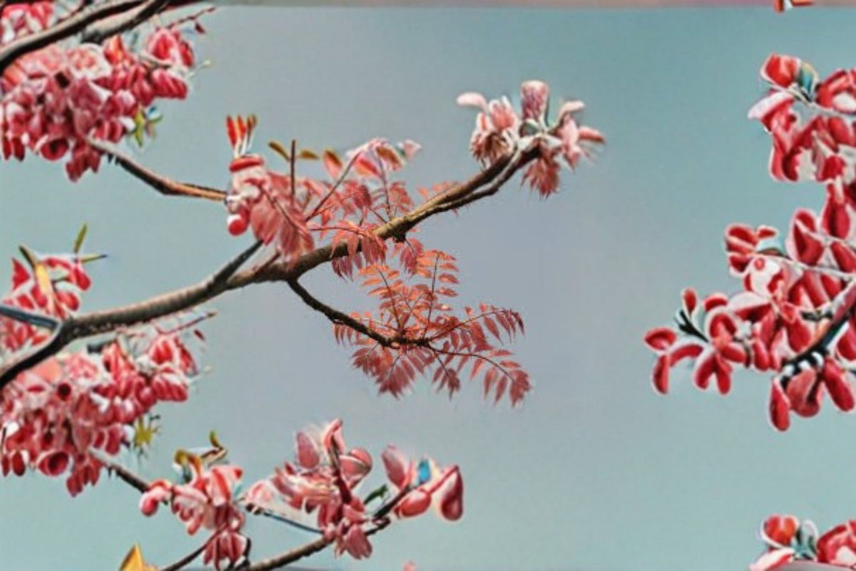 Chinese Toon Seeds – Toona sinensis Edible Foliage Tree Seeds for Garden Cultivation