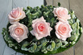 Prince Jardinier Rose Live Plant – Large Bloom Garden Rose – Rosa hybrid – Ornamental Flowering Shrub for Landscape & Floral Arrangements