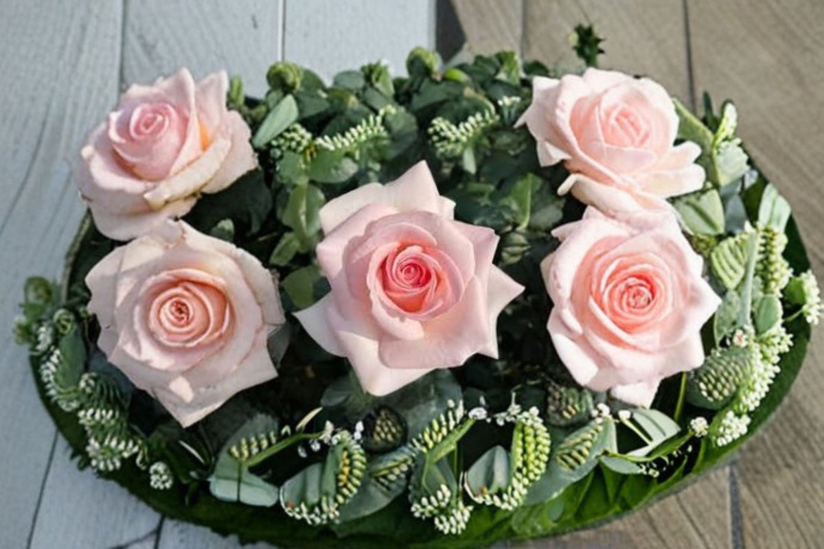 Prince Jardinier Rose Live Plant – Large Bloom Garden Rose – Rosa hybrid – Ornamental Flowering Shrub for Landscape & Floral Arrangements