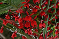 Lobelia Starship Live Plant – Lobelia cardinalis Perennial Flower for Borders & Pollinator Gardens