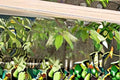 Carolina Cherry Laurel Live Plant – Evergreen Shrub for Hedges & Screening – Prunus caroliniana