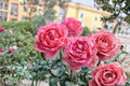Bijou Corail Rose Live Plant – Deep Pink Fragrant Garden Rose – Delbard Coral Jewel Shrub, Repeat Blooming, Ornamental Garden Rose