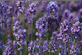 Super Blue Lavender Plant | Fragrant Purple-Blue Blooms | Lavandula angustifolia 'SuperBlue' | Drought Tolerant Herb