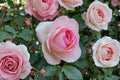 Live Eden Climbing Rose Plant – 1.5 Gal Pink Fragrant Rosa 'Eden' for Trellises & Gardens
