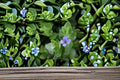 Lemon Bacopa Live Plant – Bacopa monnieri Water Garden, Pond & Aquarium Plant with Blue Flowers, Spreading Ground Cover
