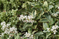 Variegated Chinese Privet Live Shrub – Fragrant Privacy Hedge Plant – Ligustrum sinense 'Variegatum' for Screening & Landscape