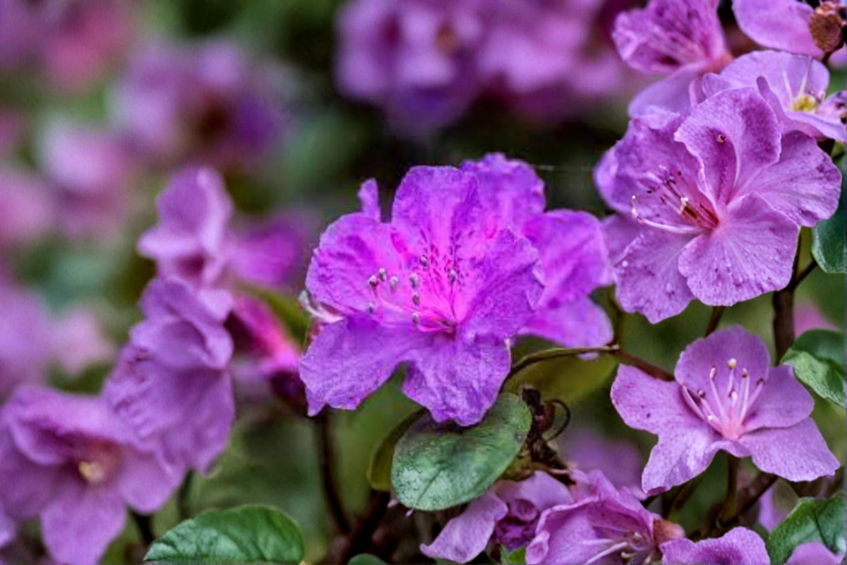 Purple Azalea Live Plant – 4 Inch Pot, Rhododendron indicum, Flowering Shrub with Vibrant Purple Blooms for Garden & Patio