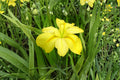 Louisiana Yellow Iris Bare Root Plant – Aquatic Pond Iris with Yellow Flowers, Water Garden, Moist Soil, Iris hexagona hybrid