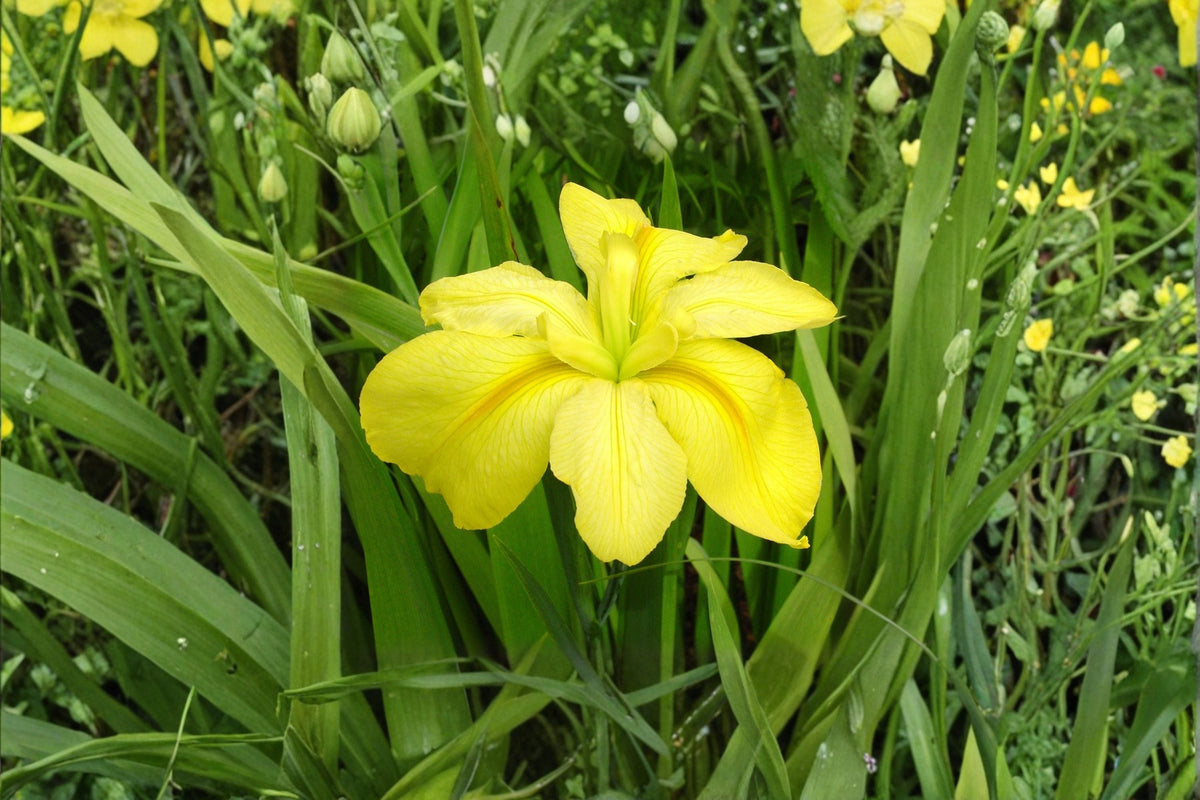 Louisiana Yellow Iris Bare Root Plant – Aquatic Pond Iris with Yellow Flowers, Water Garden, Moist Soil, Iris hexagona hybrid