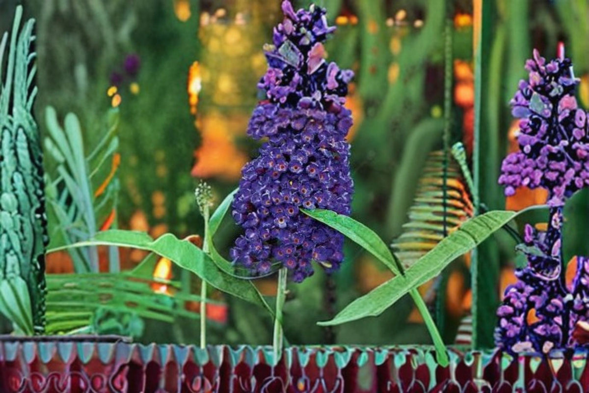 Black Knight Butterfly Bush Live Plant – Fragrant Purple Flowering Shrub – Buddleja davidii 'Black Knight' for Butterfly Gardens