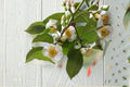Camellia sinensis var. assamica Live Starter Plant – Large-Leaf Evergreen Tea Shrub for Edible Gardens & Containers