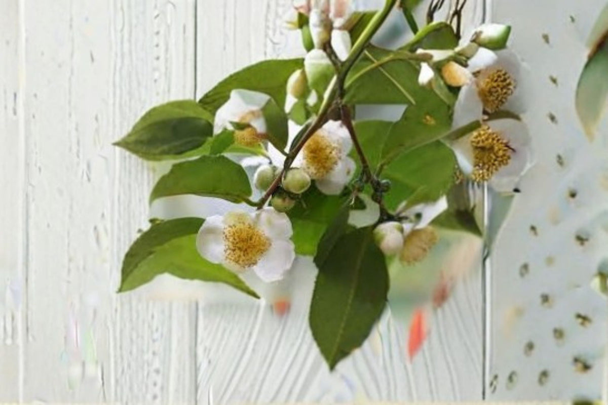 Camellia sinensis var. assamica Live Starter Plant – Large-Leaf Evergreen Tea Shrub for Edible Gardens & Containers