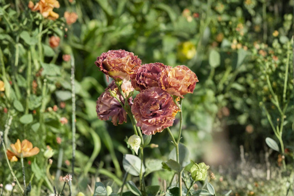 Lisianthus Rosanne Live Plant | Eustoma grandiflorum | Flowering Garden & Container Plant