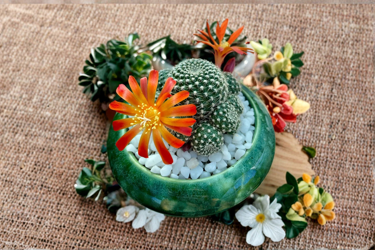 Rebutia Salmon Sandwich Cactus Plant | Small Succulent with Salmon-Orange Blooms | Rebutia spp. Indoor & Container Plant