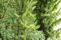 Murray Leyland Cypress Tree, Evergreen Conifer, Dense Pyramidal Growth, Cupressocyparis leylandii ‘Murrayii’