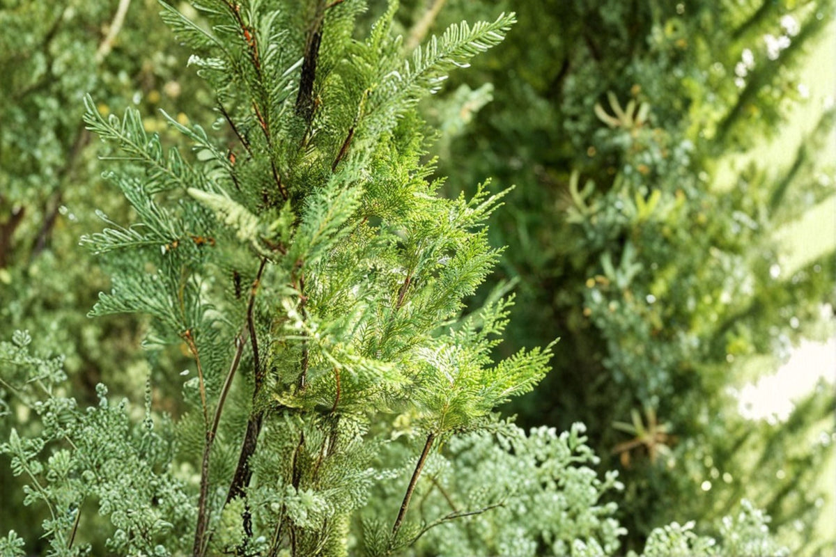 Murray Leyland Cypress Tree, Evergreen Conifer, Dense Pyramidal Growth, Cupressocyparis leylandii ‘Murrayii’